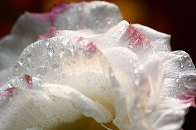 德军总部开发者MachineGames对Xbox展会信心十足